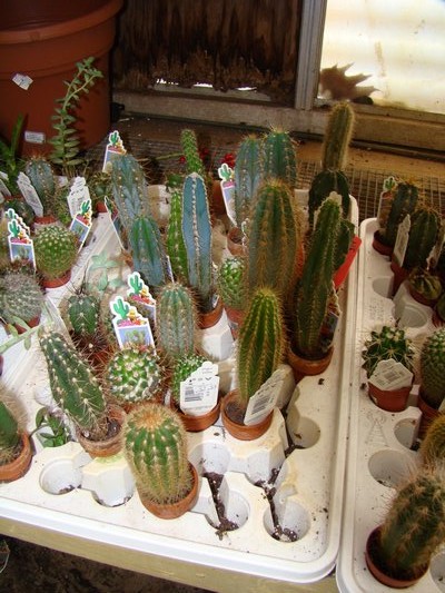 Cacti are available at most garden centers in a variety of shapes and sizes, but remember to keep them in small pots, preferably clay. ANDREW MESSINGER