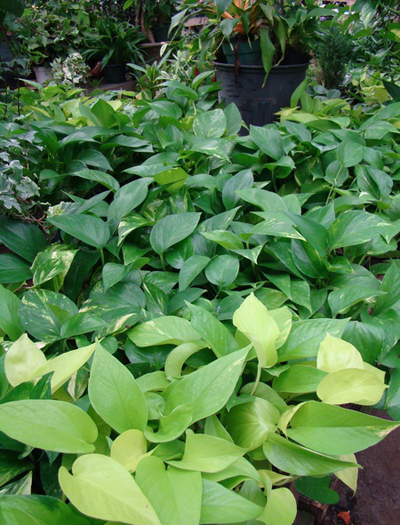 The golden pothos is an easy to care for house plant. Grown in a basket, pot or on a stake, the leaves can be 6 inches across when properly cared for but in lower light and under poor care they will only be a couple of inches wide.