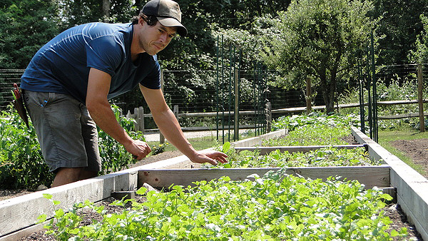 Jeff Negron works in the garden behind Estia's Little Kitchen in Sag Harbor, one of many East End restaurant and residential gardens he tends. COLLEEN REYNOLDS