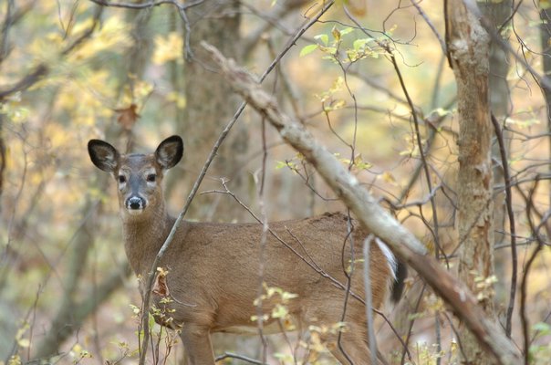 Deer are "edge species," meaning they prefer open spaces abbutting forest, which is plentiful on the East End thanks to development. DANA SHAW