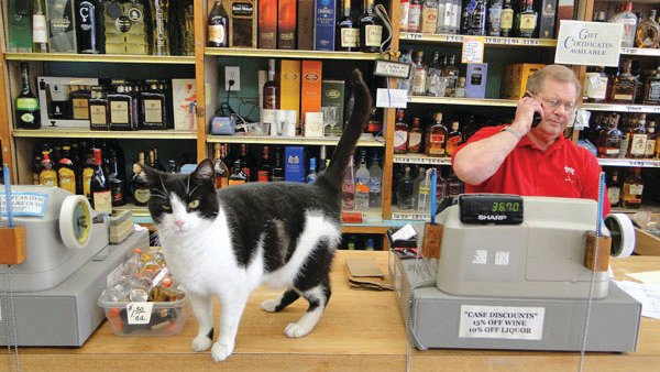 June 6: Tipsy hangs out on the counter at the Sag Harbor Liquor Store while proprietor Bob Schmitz takes a call.