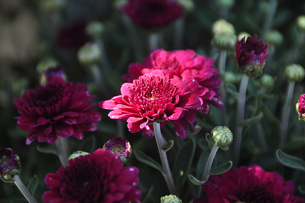 Mums at Sag Harbor Gardens are a traditional flower, but one that's out of fashion. MICHELLE TRAURING