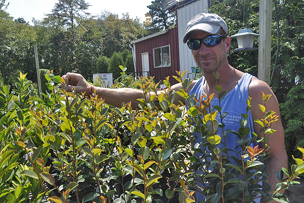 Stephen Forte shows off dark pink camellia, not yet budded up, at Hampton Nursery. MICHELLE TRAURING