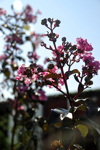 Crape myrtle is catching on at Hampton Nursery. MICHELLE TRAURING