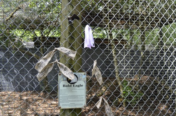 The bald eagle's enclosure on Friday, three days after he was stolen. ANISAH ABDULLAH