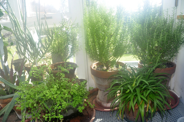 An assortment of potted herbs. MICHELLE TRAURING
