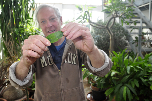 Fresh bay leaves, like the one Bridge Gardens manager Rick Bogusch holds, give off a intense scent. MICHELLE TRAURING