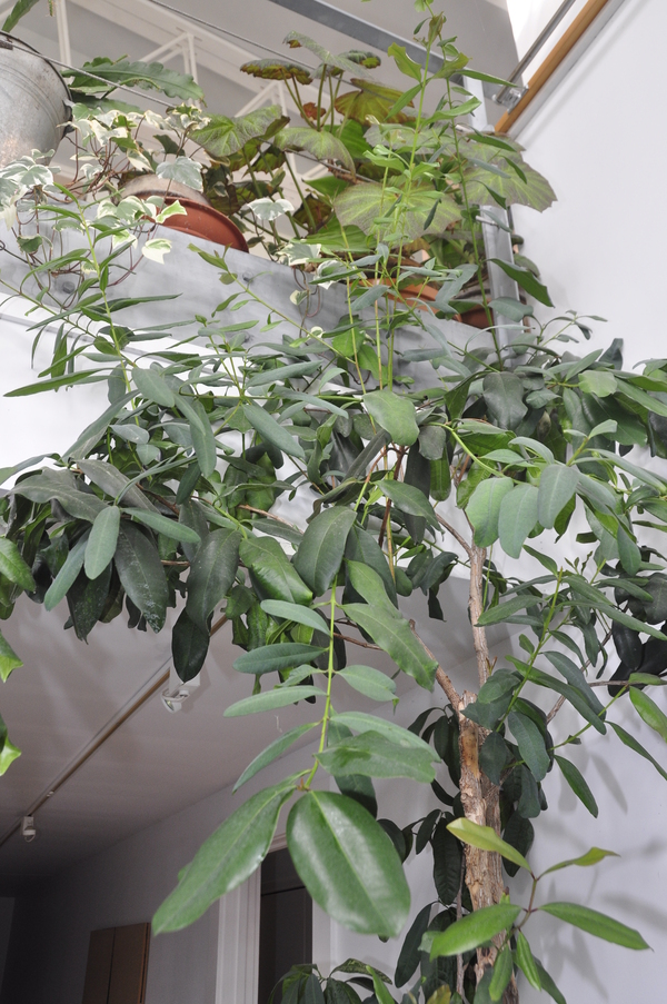 Allspice tree MICHELLE TRAURING