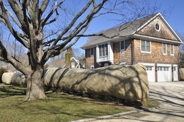 Evergreens wrapped in Sagaponack.