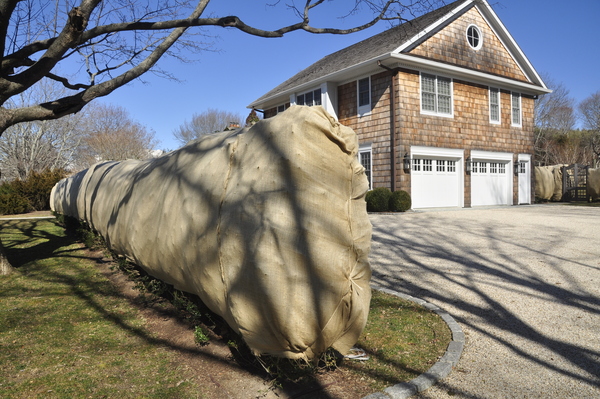 Evergreens wrapped in Sagaponack.