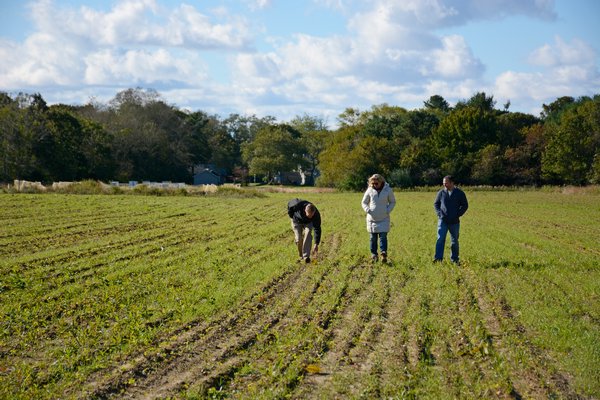 Dan Heston, the senior manager for agriculture programs at the Peconic Land Trust, reaches down to pull some buckwheat planted as nurishment for beekeeper John Witzenbocker's hives. Kim Quarty, a senior project manager, walks alongside them. JD ALLEN