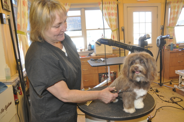 Classy Canine owner Kelly Scammell grooms Teddie, a Habanese puppy, in Southampton. MICHELLE TRAURING