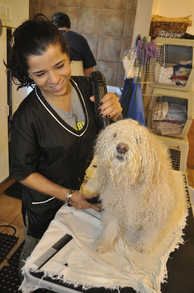 Classy Canine assistant Gloria Delgado gives cockapoo Zuma a high-velocity blow-dry. MICHELLE TRAURING