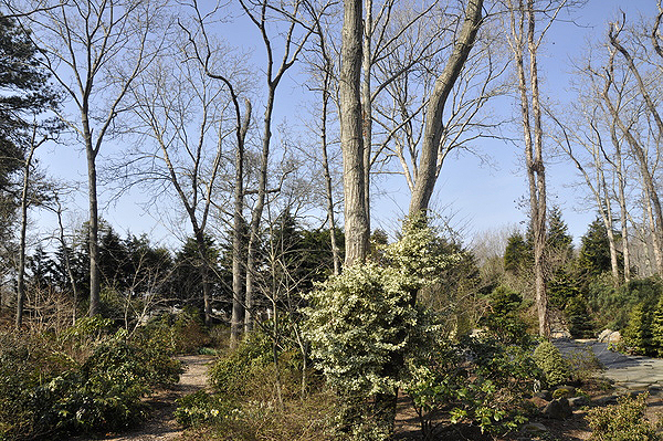 George Biercuk's and Robert Luckey's Wainscott garden, not yet in bloom. MICHELLE TRAURING