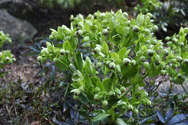 Hellebore in George Biercuk's and Robert Luckey's Wainscott garden. MICHELLE TRAURING