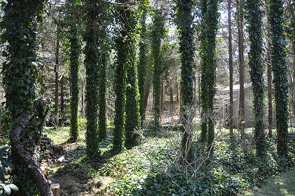 Scenes from Fred and Monica Meyer's Remsenburg garden. MICHELLE TRAURING