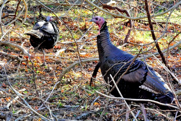 Wild turkeys frequent the Elizabeth A. Morton National Wildlife Refuge in Noyac.  DANA SHAW