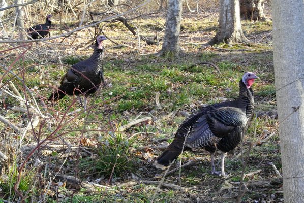 Wild turkeys frequent the Elizabeth A. Morton National Wildlife Refuge in Noyac.  DANA SHAW