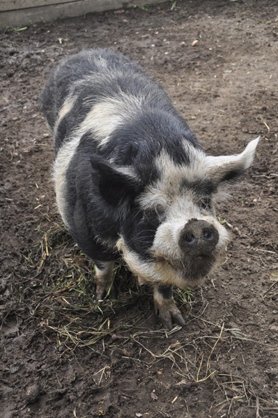 Henry, a resident Kunekune pig, at Early Girl Farm in East Moriches.