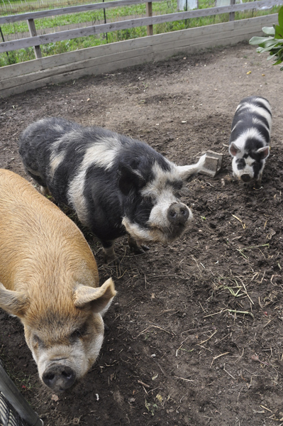 Kunekune pigs, from left, Sadie, Henry and Cynthia at Early Girl Farm in East Moriches.