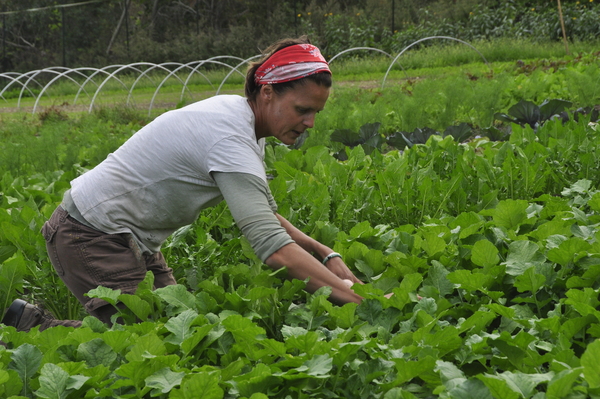 Patty Gentry harvests watermelon radishes at Early Girl Farm in East Moriches.