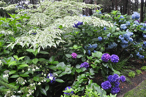 Scenes from Fred and Monica Meyer's garden in Remsenburg during a tour last summer. MICHELLE TRAURING