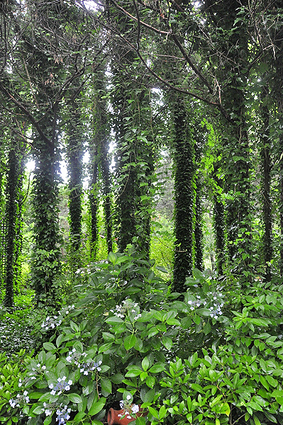 Inside the gardens of a home on Tuthill Lane in Remsenburg. MICHELLE TRAURING