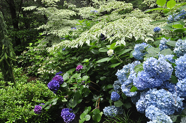 Inside the gardens of a home on Tuthill Lane in Remsenburg. MICHELLE TRAURING