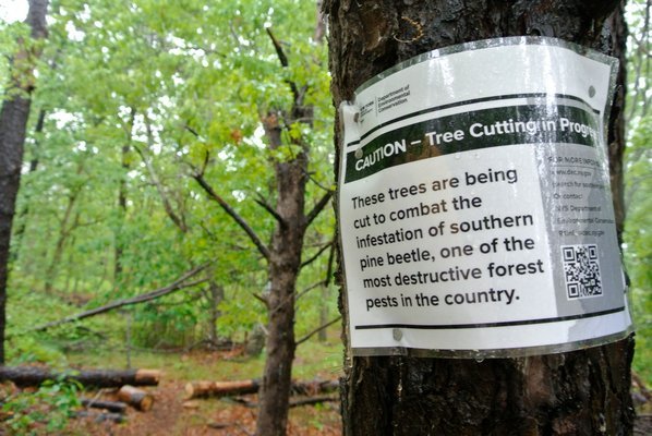 A swath of tress had to be cut down last year atMunn’s Pond County Park in Hampton Bays due to the infestation of the southern pine beetle. DANA SHAW