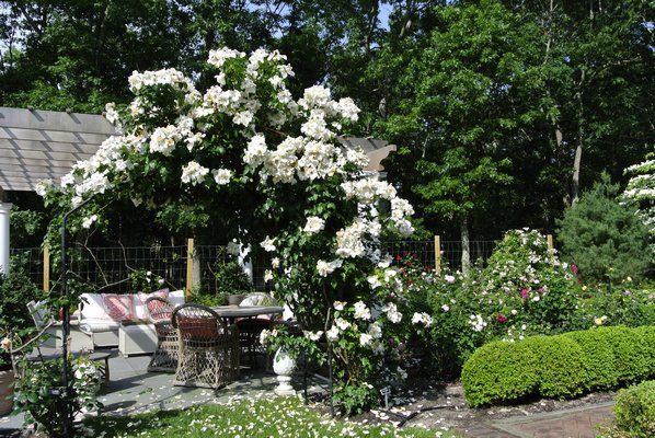 The rose garden has been restored to its former glory. DANA SHAW