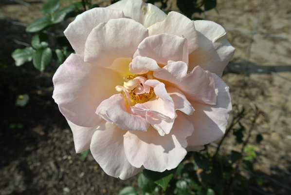 The rose garden has been restored to its former glory. DANA SHAW