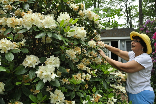 Valerie Ansalone will open her Flanders garden on Saturday, June 11, for the "Remsenburg Area Garden Tour."