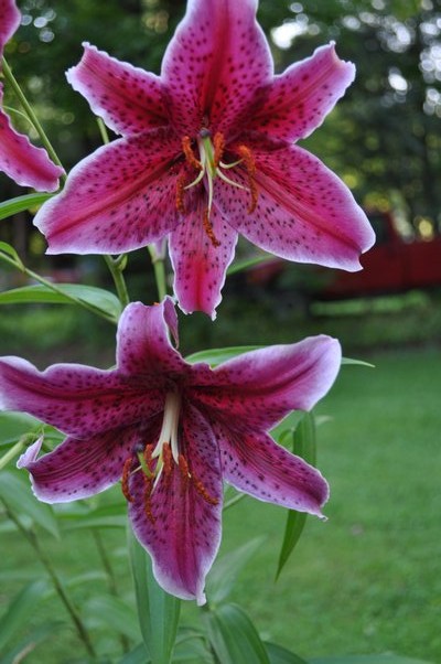 Oriental lilies like this mid-August bloomer can fill an entire garden with their intoxicating scents. ANDREW MESSINGER