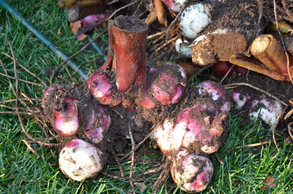 Cannas are very sensitive to frost, so the tubers need to be dug, dried and stored before Jack comes to visit. Wash the tubers, cut off the tops and let them fully dry before packing for winter. ANDREW MESSINGER