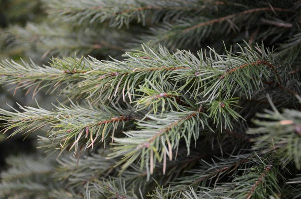 The Douglas fir has soft, dark green needles that radiate in all directions from the branch. When crushed, the needles have a sweet fragrance. This is one of the top-selling Christmas trees. ANDREW MESSINGER