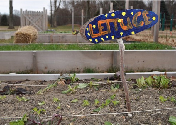 In raised garden beds, just outside the greenhouse, the Seedling project's crops will yield lettuce and various grains.  ELIZABETH BRANCA