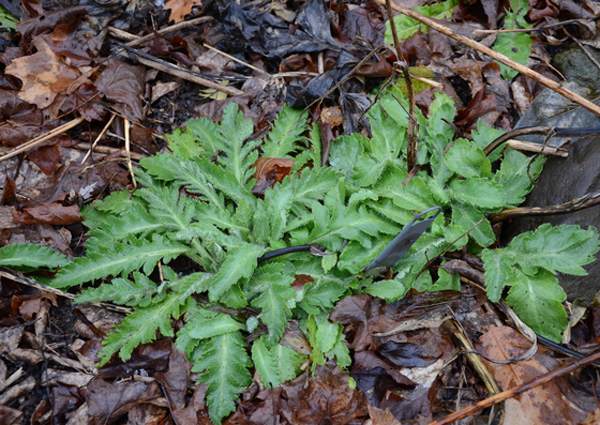 Oriental poppy foliage ready for next years blooming season.  ANDREW MESSINGER