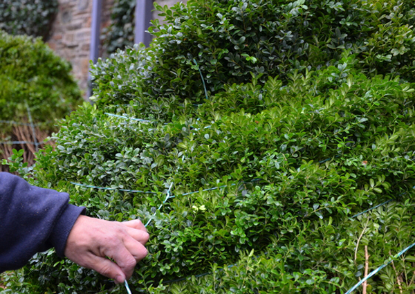 Boxwood being tied and bundled for winter.  ANDREW MESSINGER