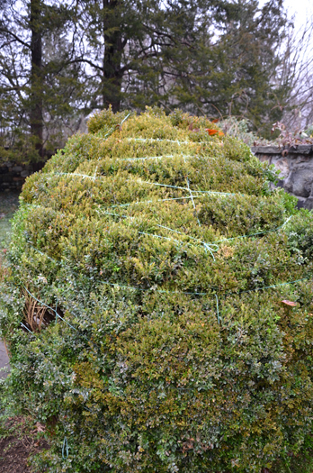 A large boxwood fully tied to protect agains wind and snow damage.  ANDREW MESSINGER