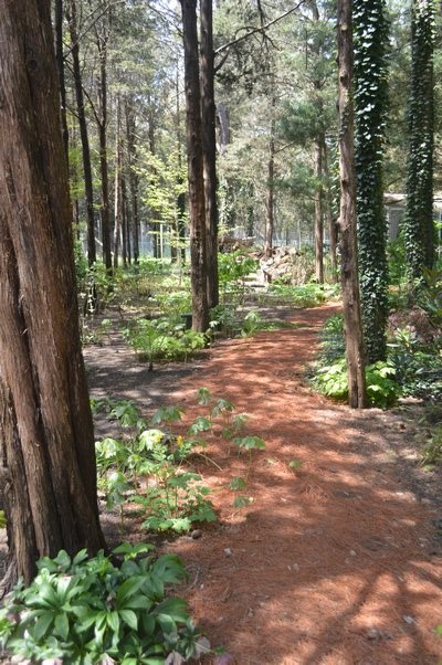 Fred Meyer's garden evolved among the cedar trees in his backyard. JENNIFER BIGORA