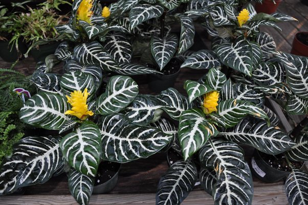 The zebra plant is an aphalandra that will flower in low light and it's one of the more striking indoor shade plants. ANDREW MESSINGER