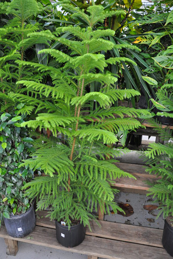 The Norfolk Island pine is actually a tropical plant that quickly outgrows its space.