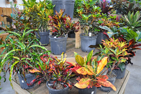 Crotons add great color indoors but don't do well in cold drafty spots.
