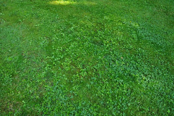 A closer look at the lawn reveals plenty of clover, ground ivy and wild violets. But is lawn perfection necessary? ANDREW MESSINGER