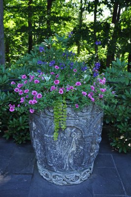 The petunia-like starred pink-purple flowered Calibrachoas draw your attention to this planter while four other varieties of plants provide height, color and a trailing tease. ANDREW MESSINGER