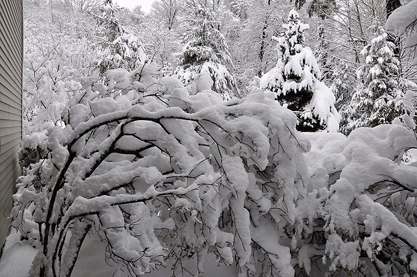 Heavy, wet snow piled on a tall azalea can break branches and destroy the shrub's structure.   ANDREW MESSINGER