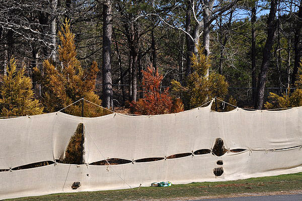 An intricate burlap screen set up to protect evergreens from road salt and wind along Montauk Highway.  ANDREW MESSINGER