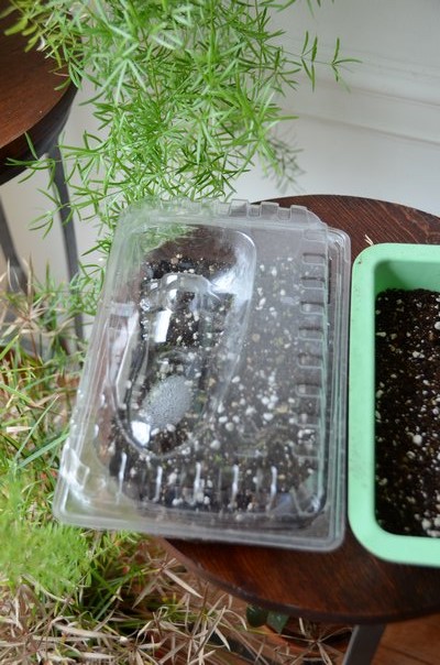 A clear plastic cover from a salad bar sits over a 2-inch-deep black frozen dinner tray. The combination is perfect for a small germination box. ANDREW MESSINGER