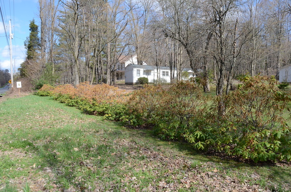 Winter rhododendron damage. The winter snow line should be obvious.