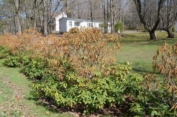 Winter rhododendron damage. The winter snow line should be obvious.